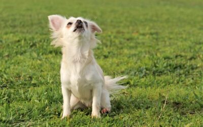 Friedman Law: What to Do if Your Child Is Bit By a Dog