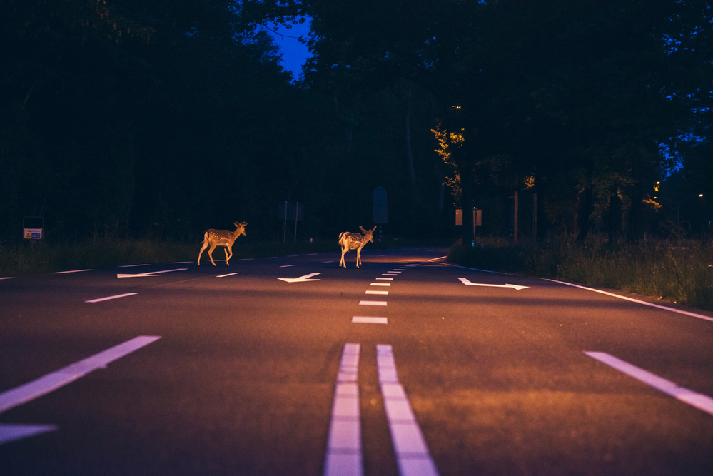 How to Avoid Deer Collisions in the Winter?