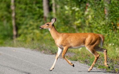 5 Things To Watch Out For On Nebraska’s Rural Roads